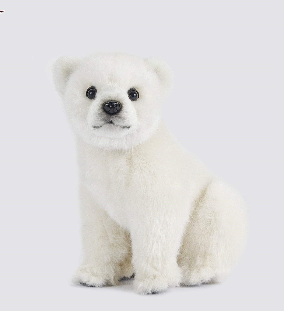 Polar Bear Cub Sitting Living Nature