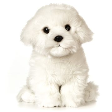 Plush Maltese Dog