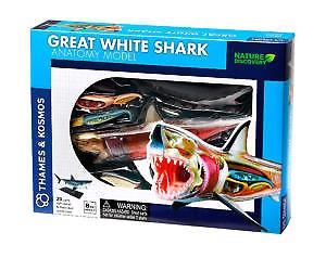 Great White Sharke Anatomy Model