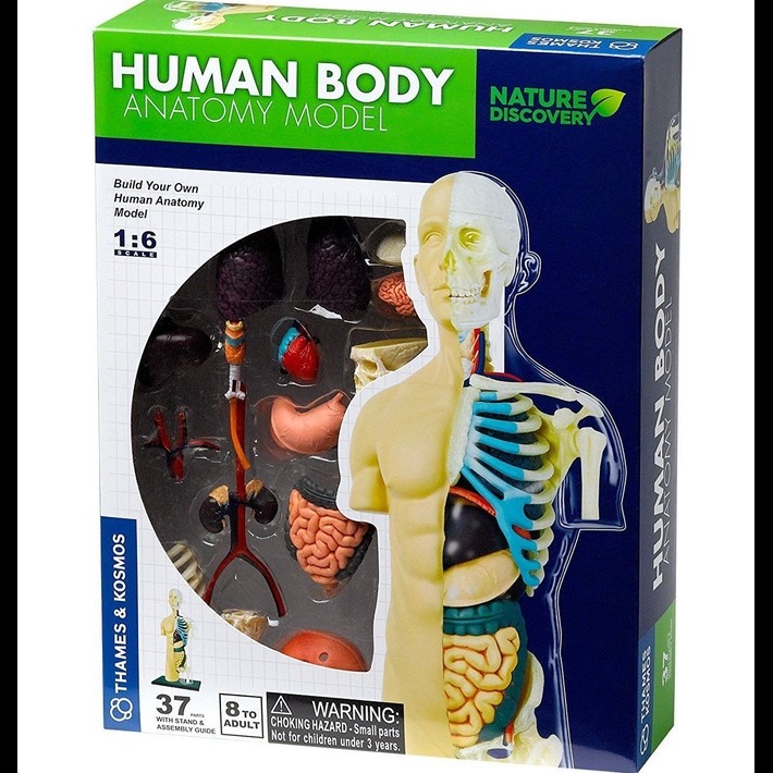 Human Body Anatomy Model