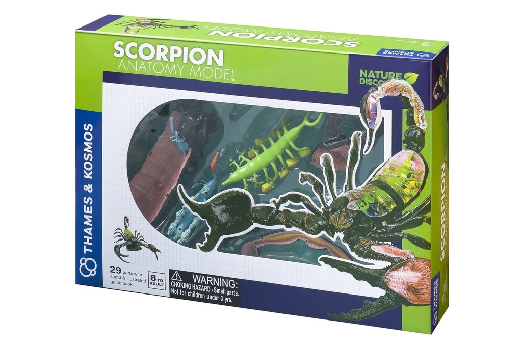 Scorpion Anatomy Model