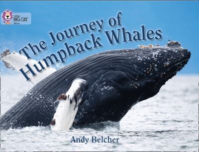 Big Cat Turquoise Journey of Humpback Whales NF