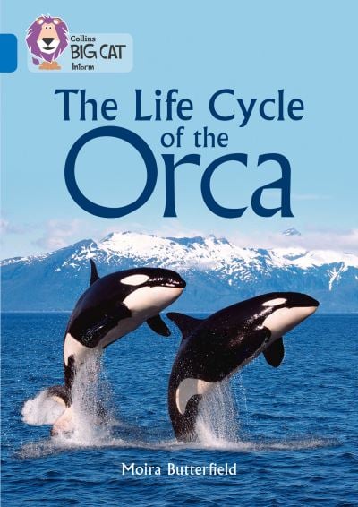 Big Cat Sapphire The Life Cycle of the Orca