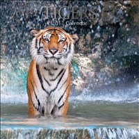 Wall Calendar 2017 - Tigers