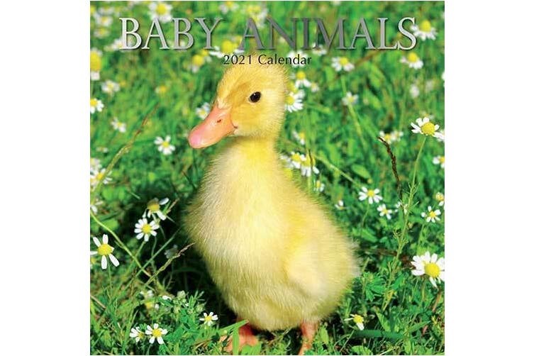 Calendar 16 Month Baby Animals