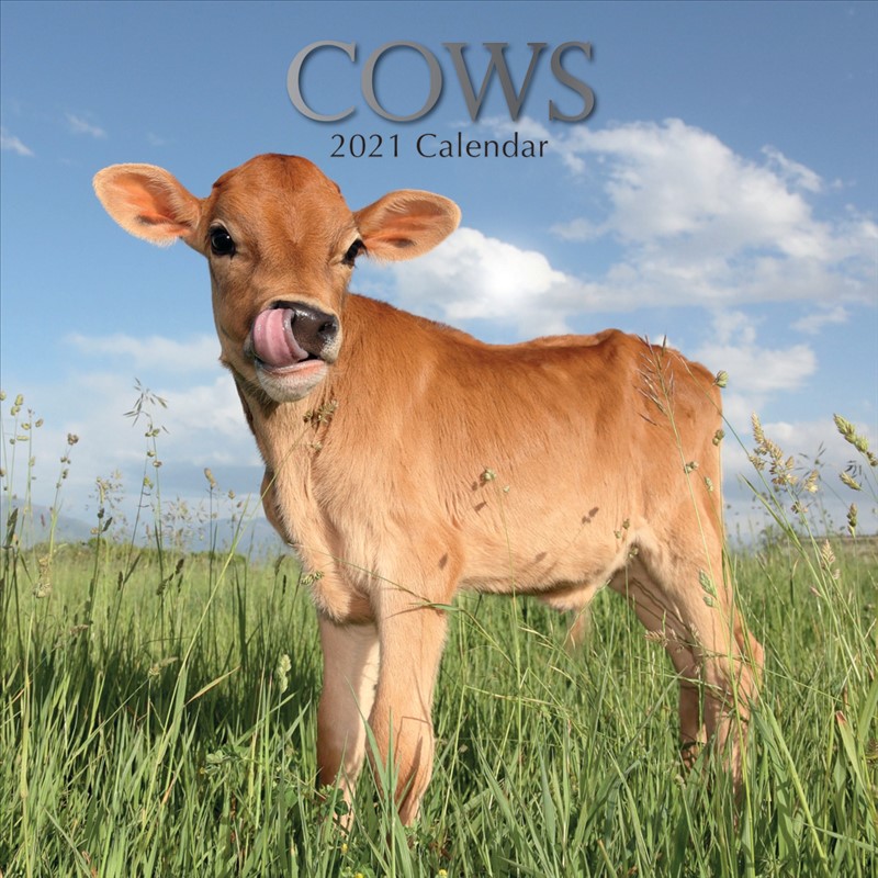 Calendar 16 Month 2021 Cows