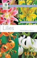 Lilies