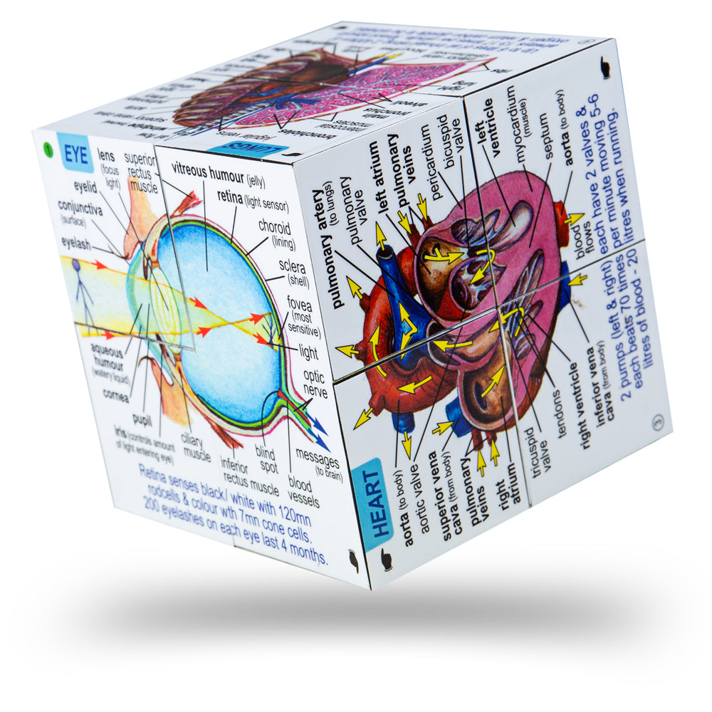 Cube Book - Human Body Systems and Statistics Bigjigs