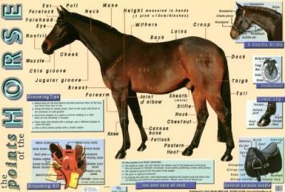 POSTER POINTS OF THE HORSE