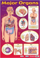 POSTER MAJOR ORGANS