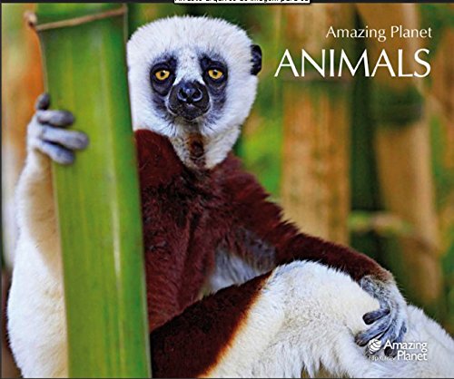 Animals Amazing Planet Prints