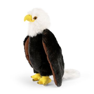 Bald Eagle Living Nature