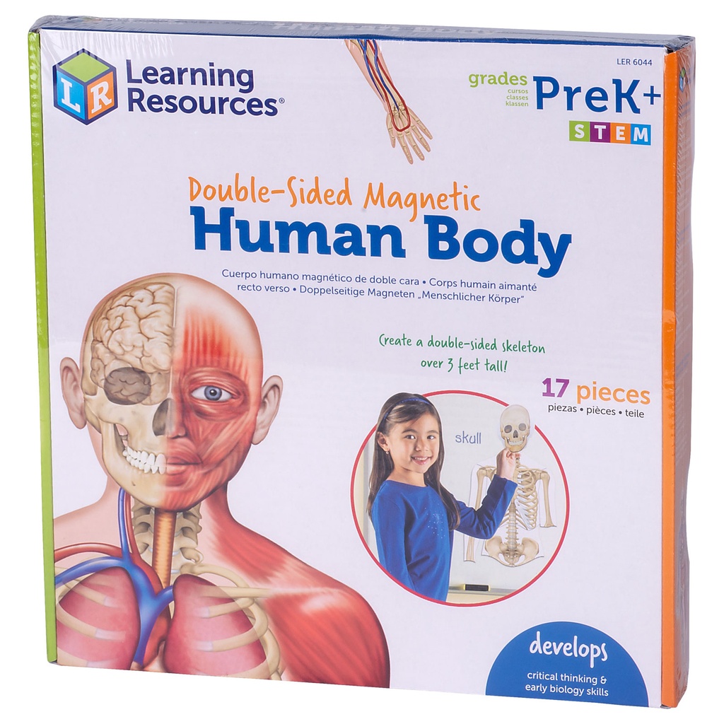 Double-Sided Magnetic Human Body