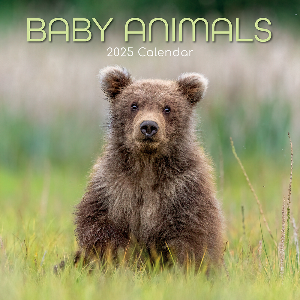 Calendar 2025 Square Wall - Baby Animals