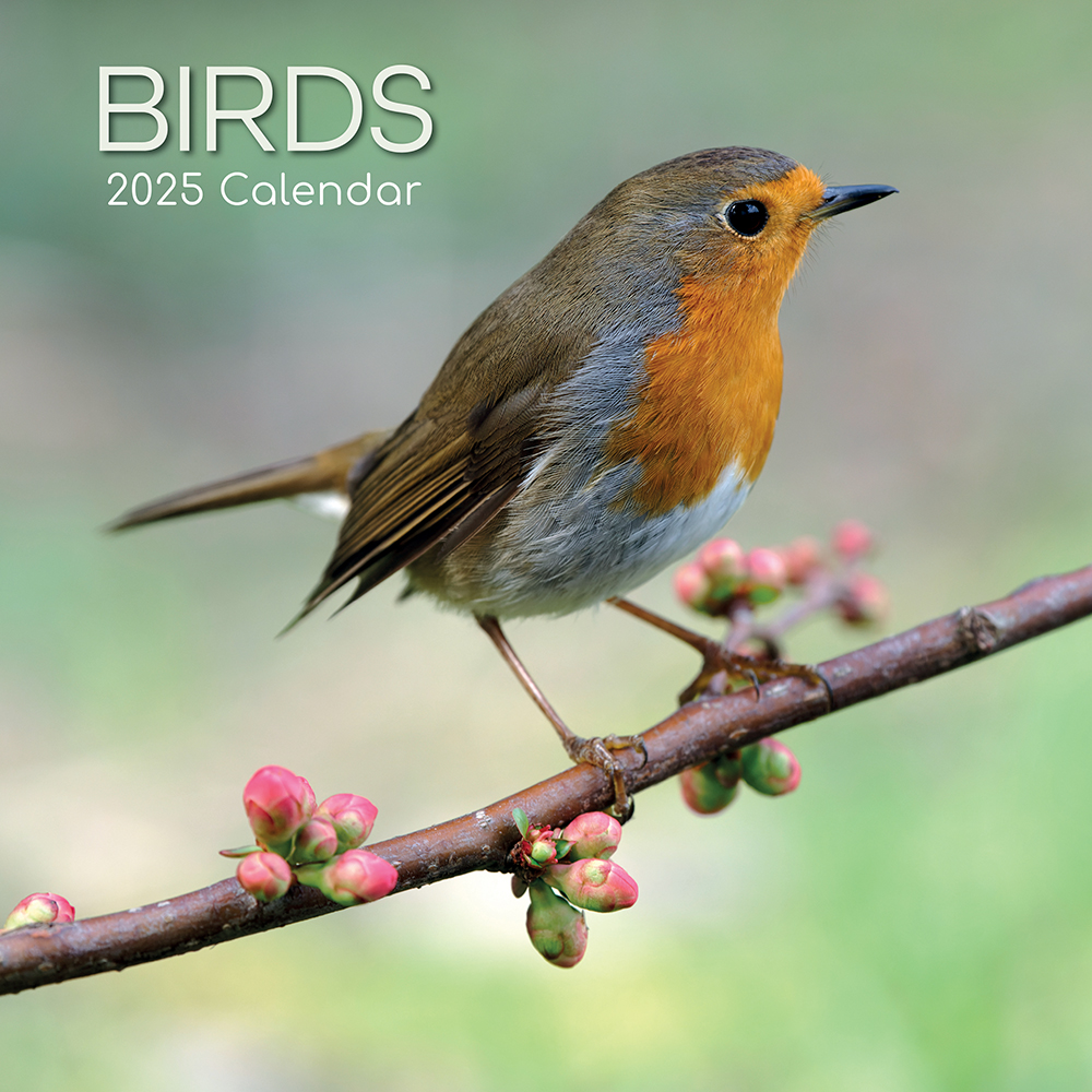 Calendar 2025 Square Wall - Birds