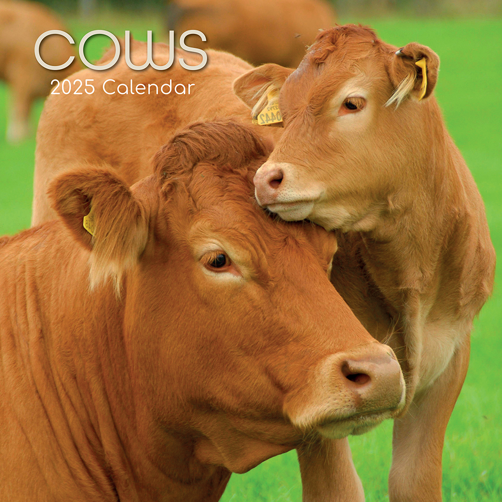 Calendar 2025 Square Wall - Cows