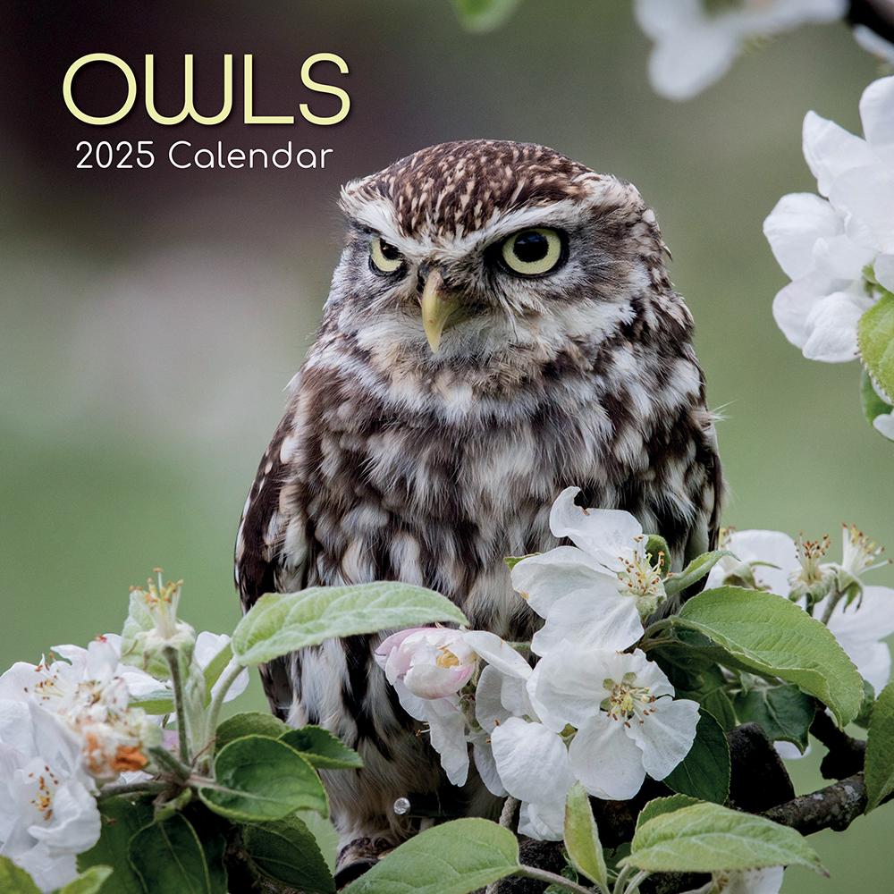 Calendar 2025 Square Wall - Owls