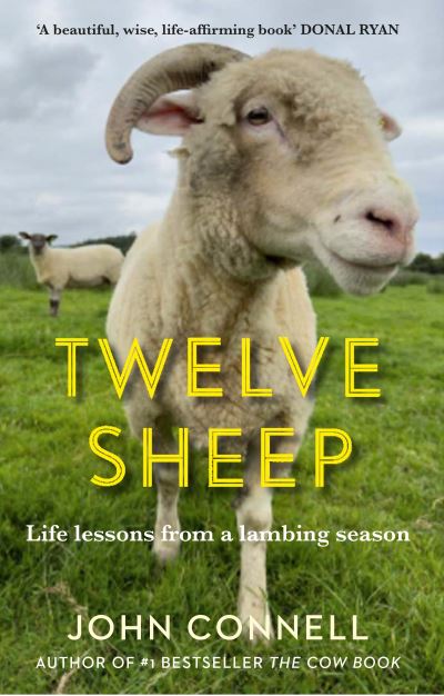 Twelve sheep