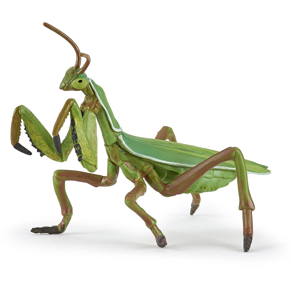 Praying Mantis PAPO