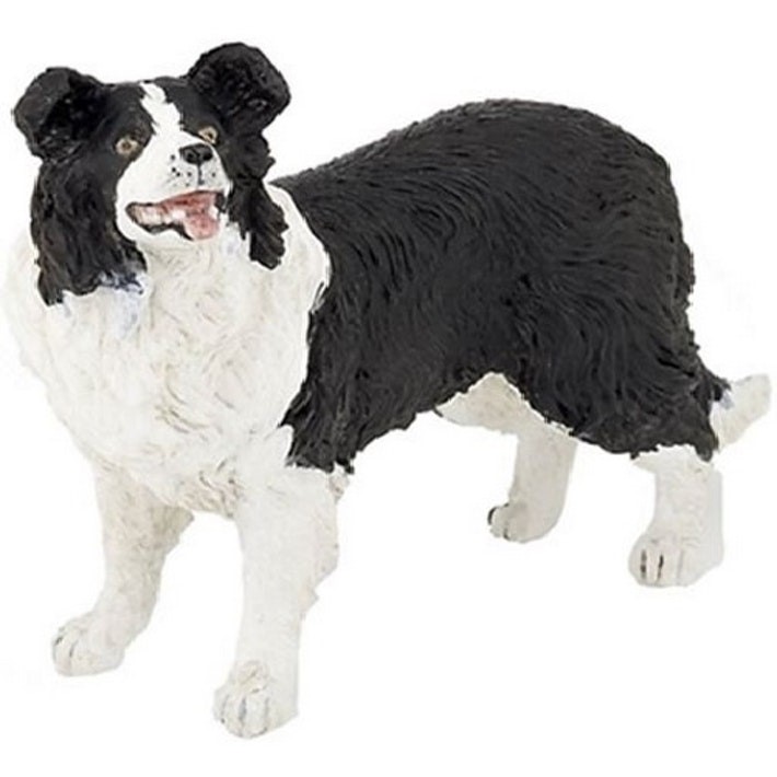 Boarder Collie PAPO