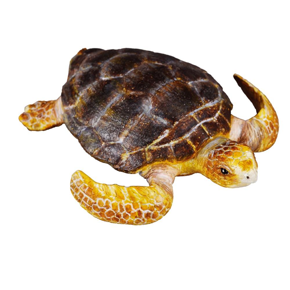 Turtle Loggerhead