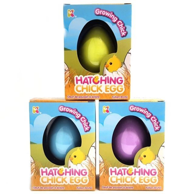 Chick Hatch Egg