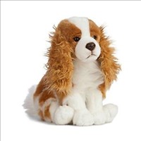 King Charles Spaniel Sitting