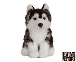 [5037832307828] Siberian Husky