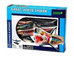 [5060282510579] Great White Sharke Anatomy Model