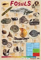 [9781903612491] POSTER FOSSILS