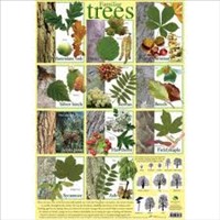 [9781903612675] POSTER FAMILIAR TREES