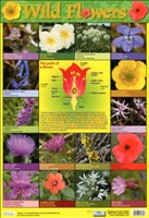 [9781906707606] POSTER WILD FLOWERS