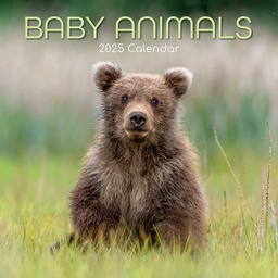 [9781837889143] Calendar 2025 Square Wall - Baby Animals